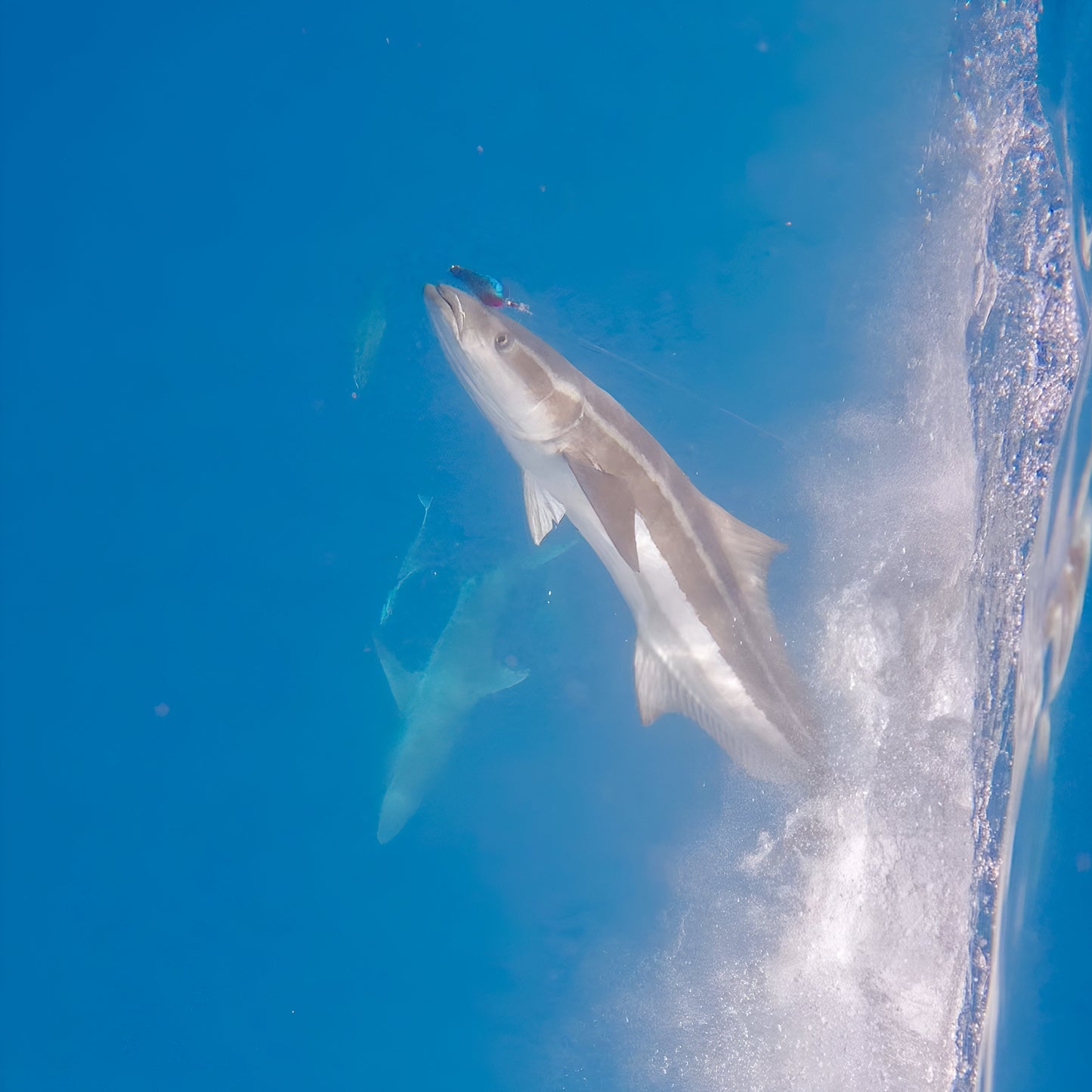 TRILOGY - NEREUS RANGE